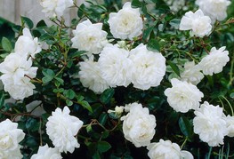 Rosa 'The Fairy White' - vrtnica