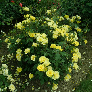 Yellow Fleurette.jpg