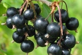 Ribes nigrum 'Titania' - črni ribez