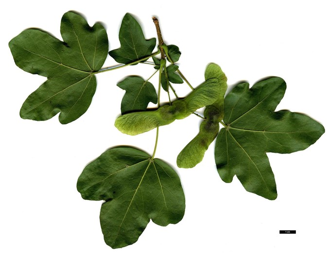Acer campestre (maklen).jpg