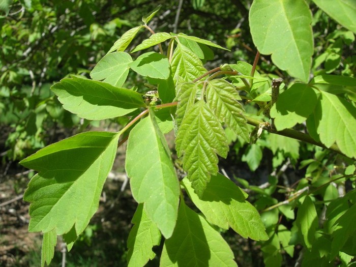 Acer negundo.jpg