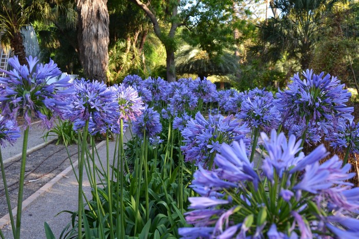 Agapanthus africanus.jpg
