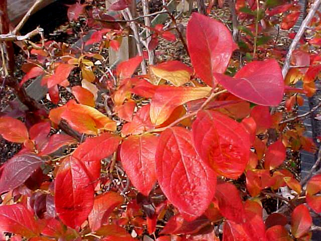 Ameriška borovnica lahko popestri jesensko idilo z barvo listja.