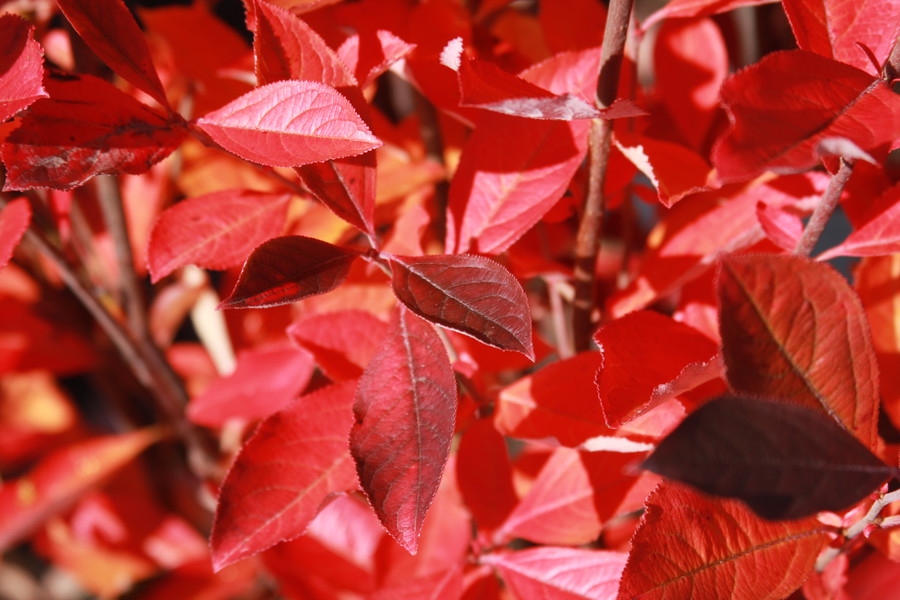 Aronija je lahko tudi okrasna grmovnica, predvsem v jesenskem času.