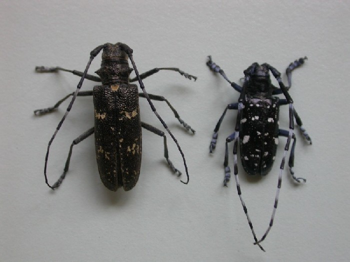 Azijski kozliček (Anophlophora glabripennis).jpg