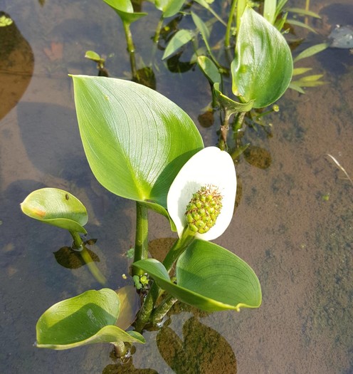 Calla palustris.jpg