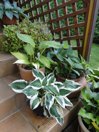 Če nimamo možnosti za vrt, so rastline v posodah tudi doprinos k bolj čistemu ozračju.JPG