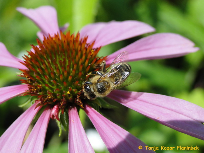 Čebele zelo rade obletavajo ameriške slamnike