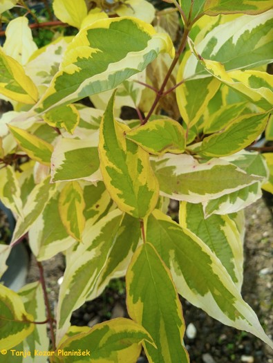 Cornus alba Gouchaultii.jpg