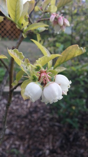 Cvet ameriških borovnic je bel in zvončkaste oblike..jpg