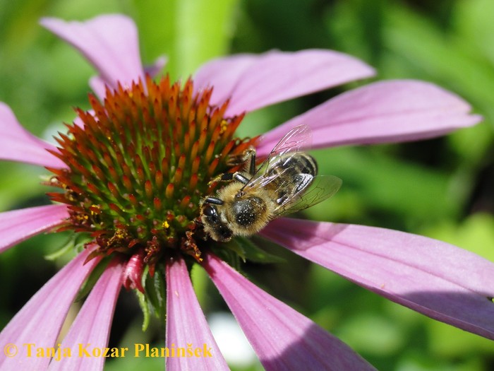 Cvetovi ameriških slamnikov dišijo po medu in tako privabljajo čebele in druge žuželke.jpg