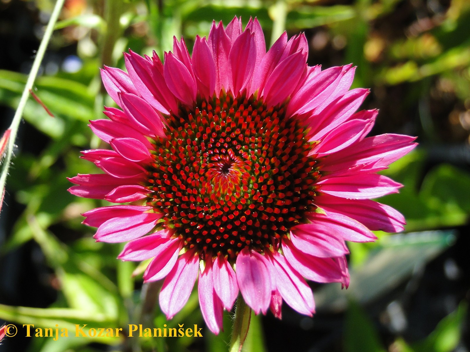 Echinacea purpurea 'Vintage Wine' (škrlatni ameriški slamnik)