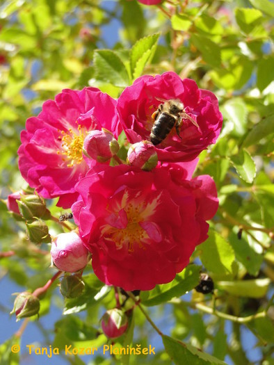 Enostavni cvetovi omogočajo lahek dostop do cvetnega praha in nektarja