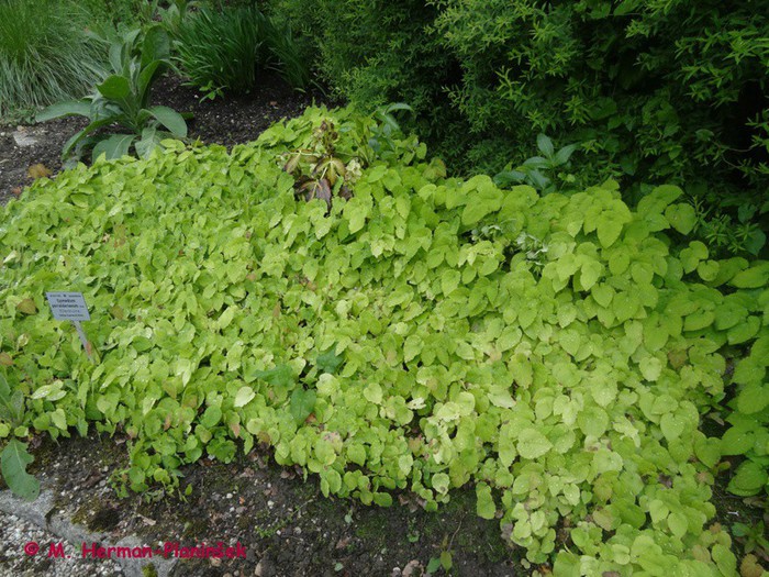 Epimedium perralderianum.JPG