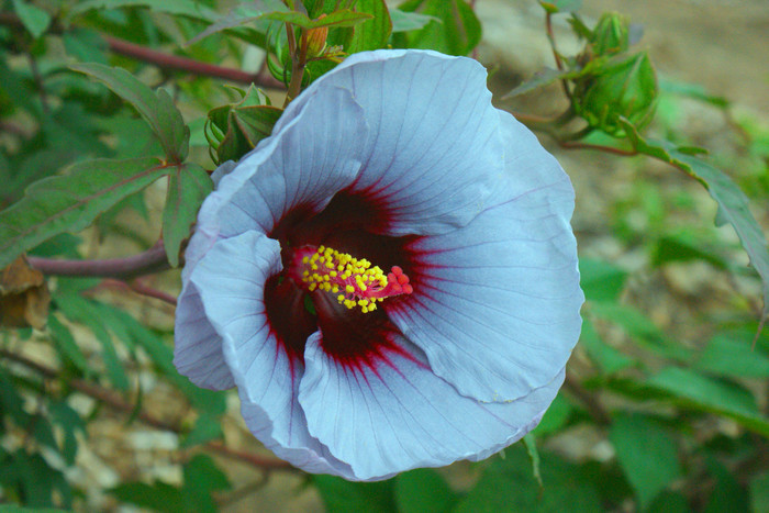 H. x moscheutos Summer Spice® Cordon Bleu™.jpe