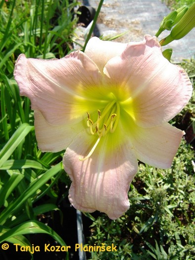 Hemerocallis Chaterine Woodbury.jpg