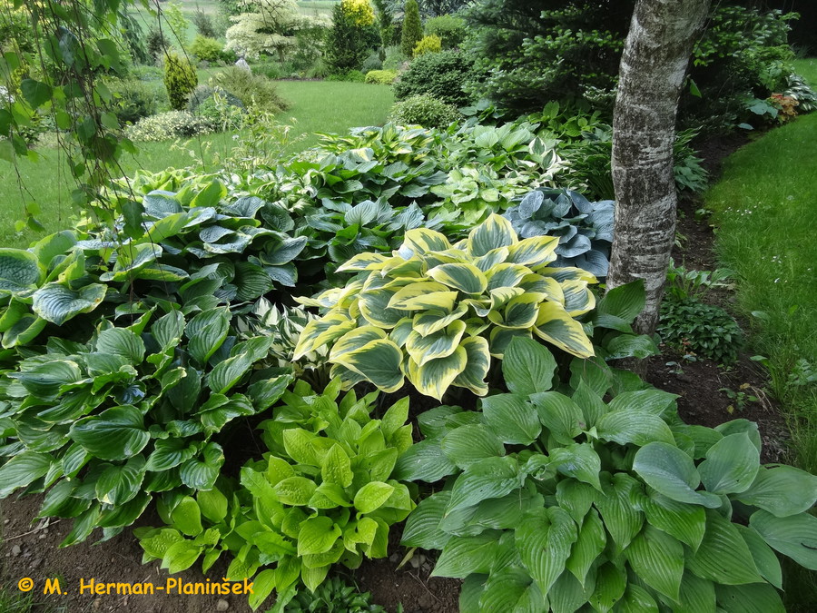 Hoste imajo liste v različnih barvah in  z njimi lahko ustvarimo lepe barvne kombinacije