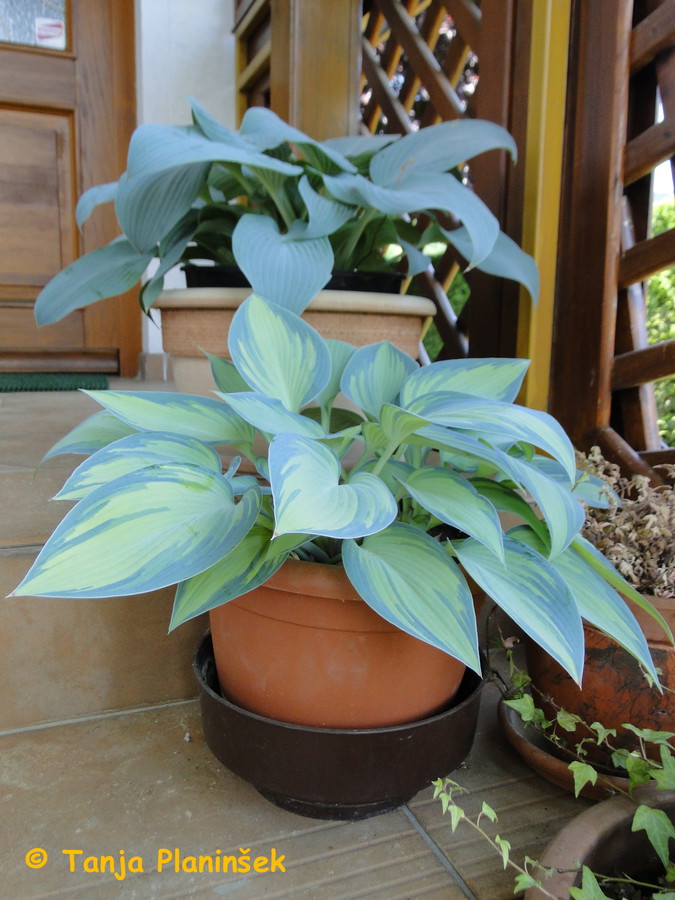 Hoste so lahko zelo lepe tudi v loncih