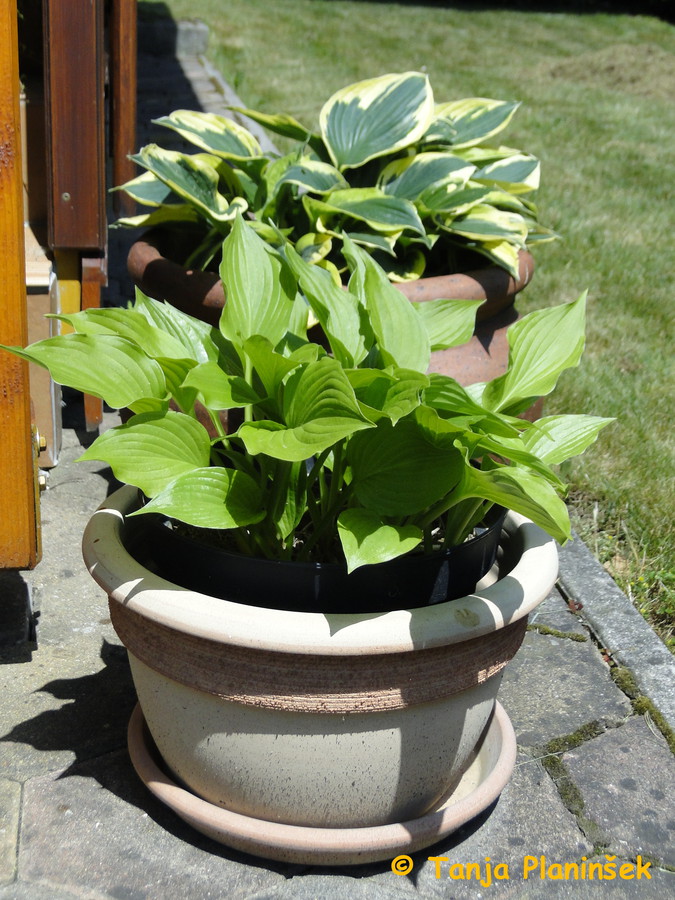 Strokovni_clanki_vrtnarija_vrtnarstvo_dr/Hoste_so_lahko_zelo_lepe_tudi_v_loncih
