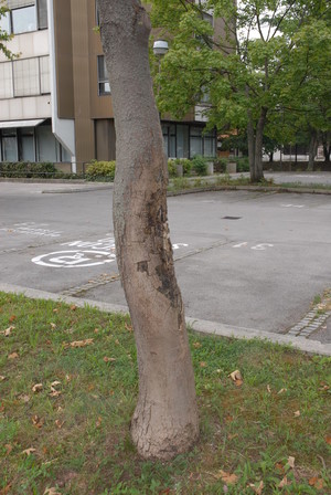 Javorov rak (Eutypella parasitica)