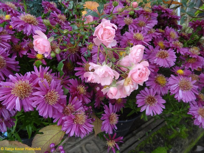 Jesenske astre v družbi z pokrovno vrtnico (Rosa The Fairy).jpg