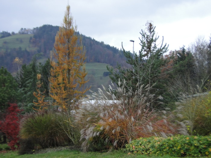 Ker lahko dolgo raste na istem mestu, je primeren za javne nasade..JPG