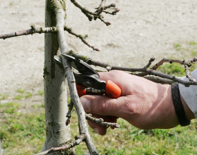 Mladike in tanjše veje režemo s sadjarskimi škarjami