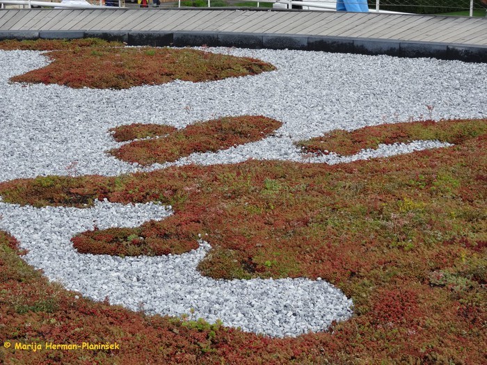 Na strešne vrtove lahko posadimo homuljice ali ...