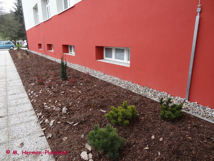 Največkrat najdemo počasi rastoče iglavce v ozkih gredah ob hišah ali poslovnih stavbah..JPG