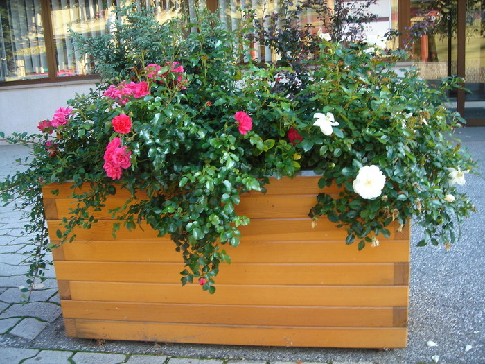 Nekaj zelenja v posodi in počutje je lahko boljše..jpg