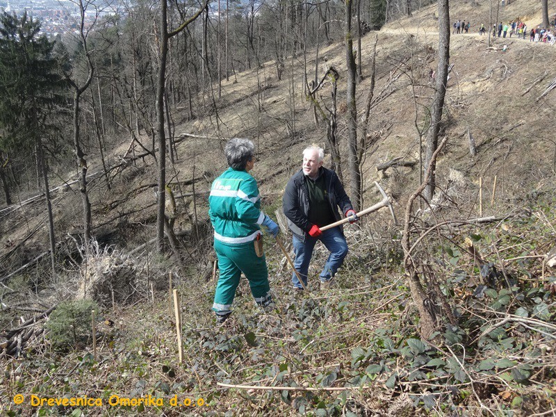 Omorika ni samo prispevala sadike tudi pri sadnji smo pomagali