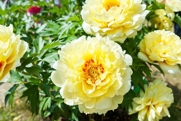 Paeonia x itoh Bartzella.jpeg