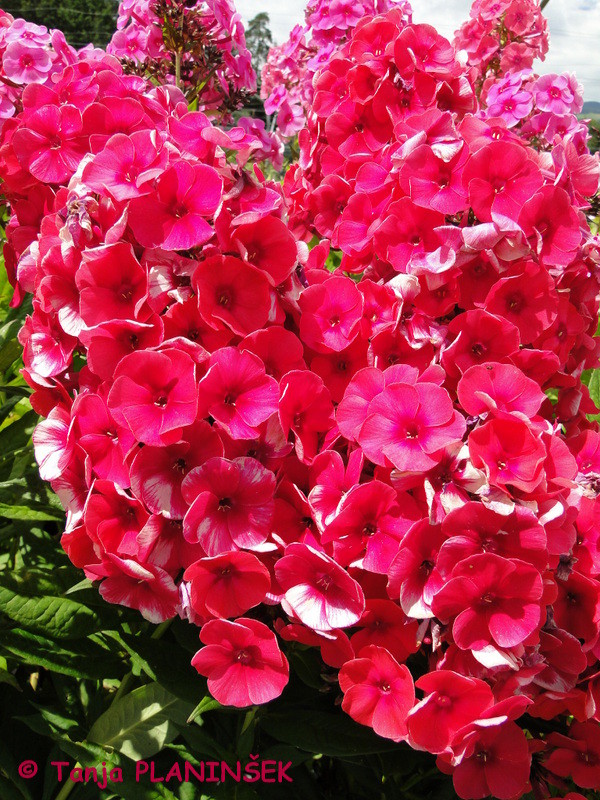 Phlox paniculata 'Adessa Special Bright Red'
