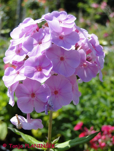 Phlox paniculata Adessa Special Pink.JPG
