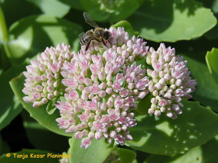 Pomembna je jesenska paša (Sedum 'Herbstfreude')