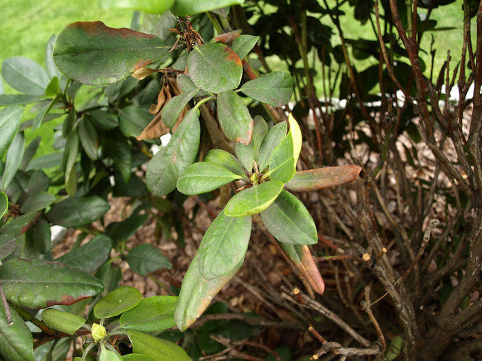 Poškodbe na sleču (Rhododendron sp.) zaradi fitoftorine sušice vej