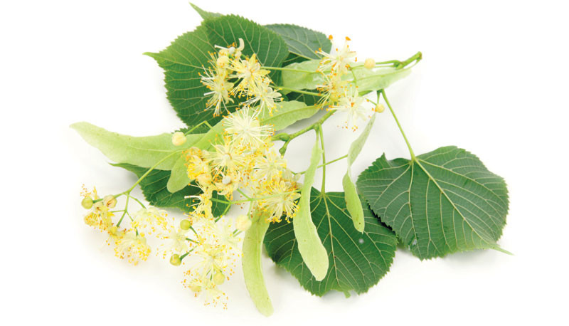 Pri lipi največkrat uporabimo cvetove, iz katerih se pripravlja čaj.