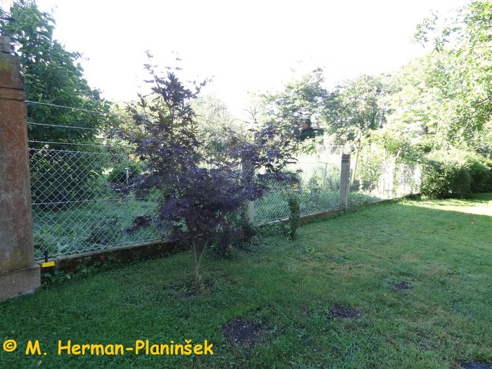 Rastline ne marajo, da je trava čisto do debla.jpg