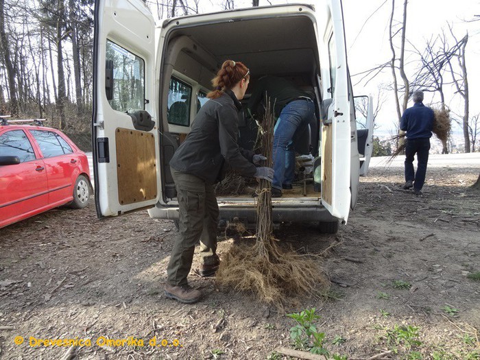 Sadike so na cilju- razlaganje.JPG