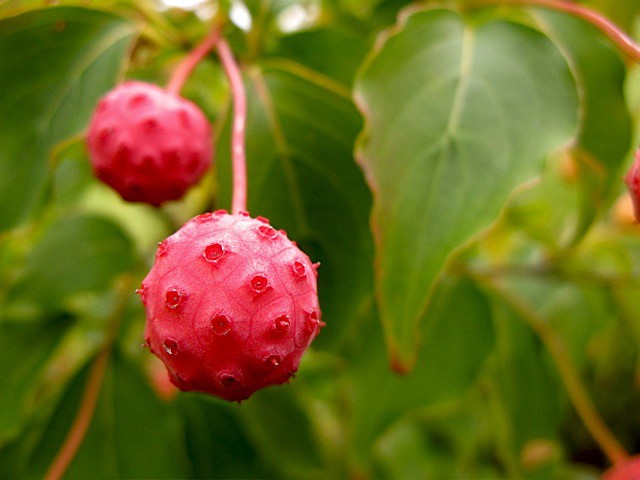 Tudi japonski dren cvetnik ima užitne plodove - drnulje.