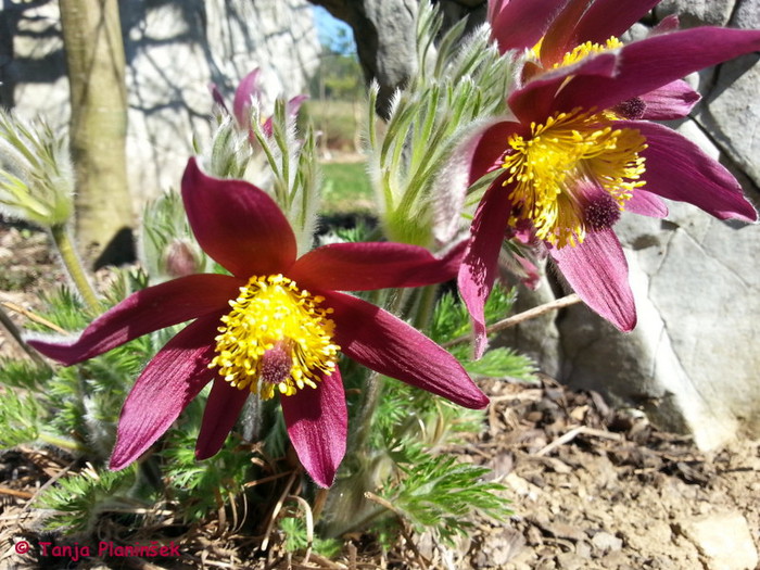 Velikonočnica ali kosmatinček.jpg