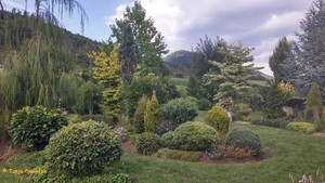 Vsaka rastlina šteje, saj vsaka iz ozračja veže CO2, pobere prašne delce, zadrži določeno količino vode,...