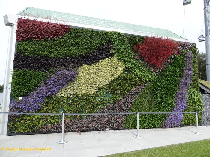Zelene stene lahko v poletnem času znižujejo temperaturo, v zimskem pa so izolator, ki ohranja toploto.