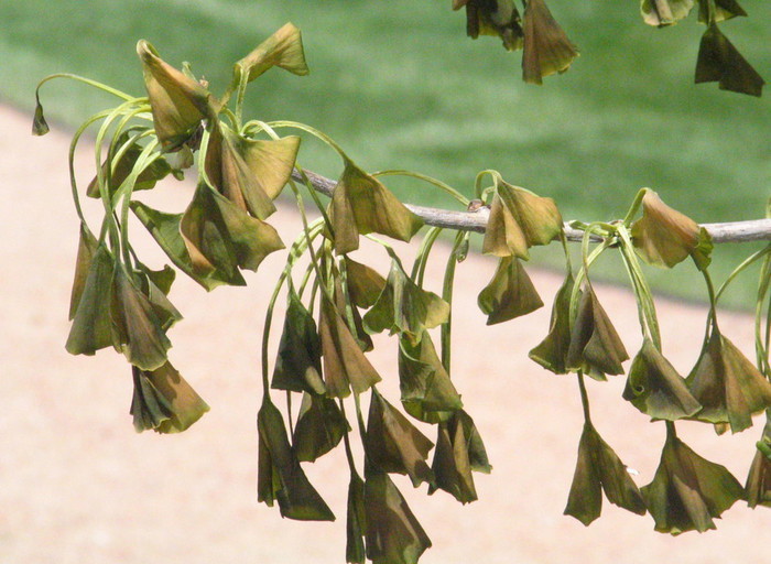 Znaki pozne spomladanske pozebe na listih ginka