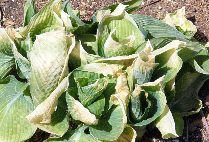 Znaki pozno pomladanske pozebe na hostah