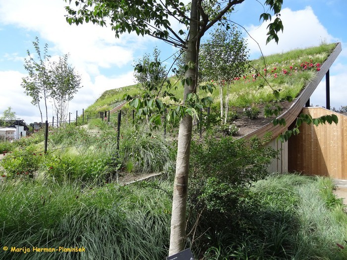 ... okrasne trave in druge trajnice.