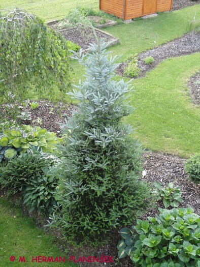 Abies koreana Silberlocke.JPG