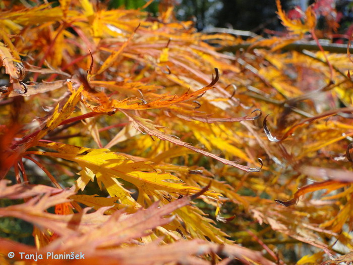 Acer palmatum Dissectum.JPG