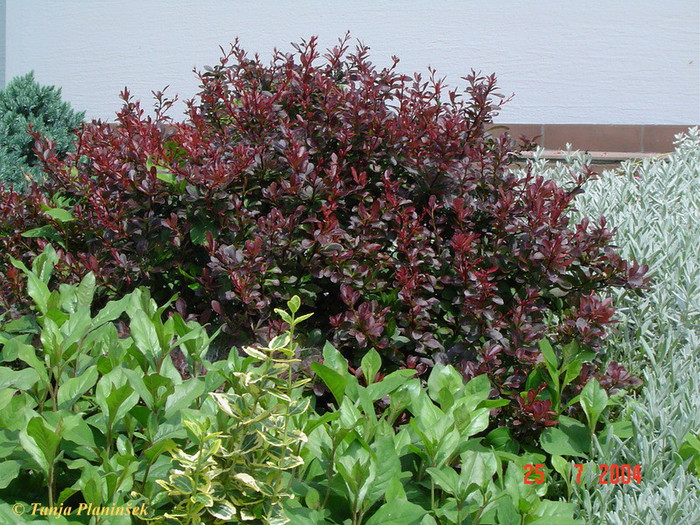 Berberis thunbergii Atropurpurea Nana.jpg