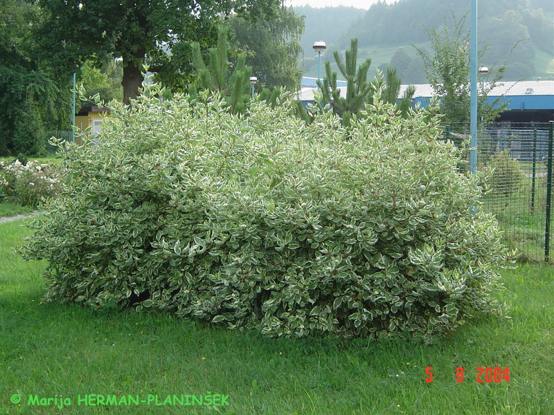 Cornus alba 'Sibirica Variegata'